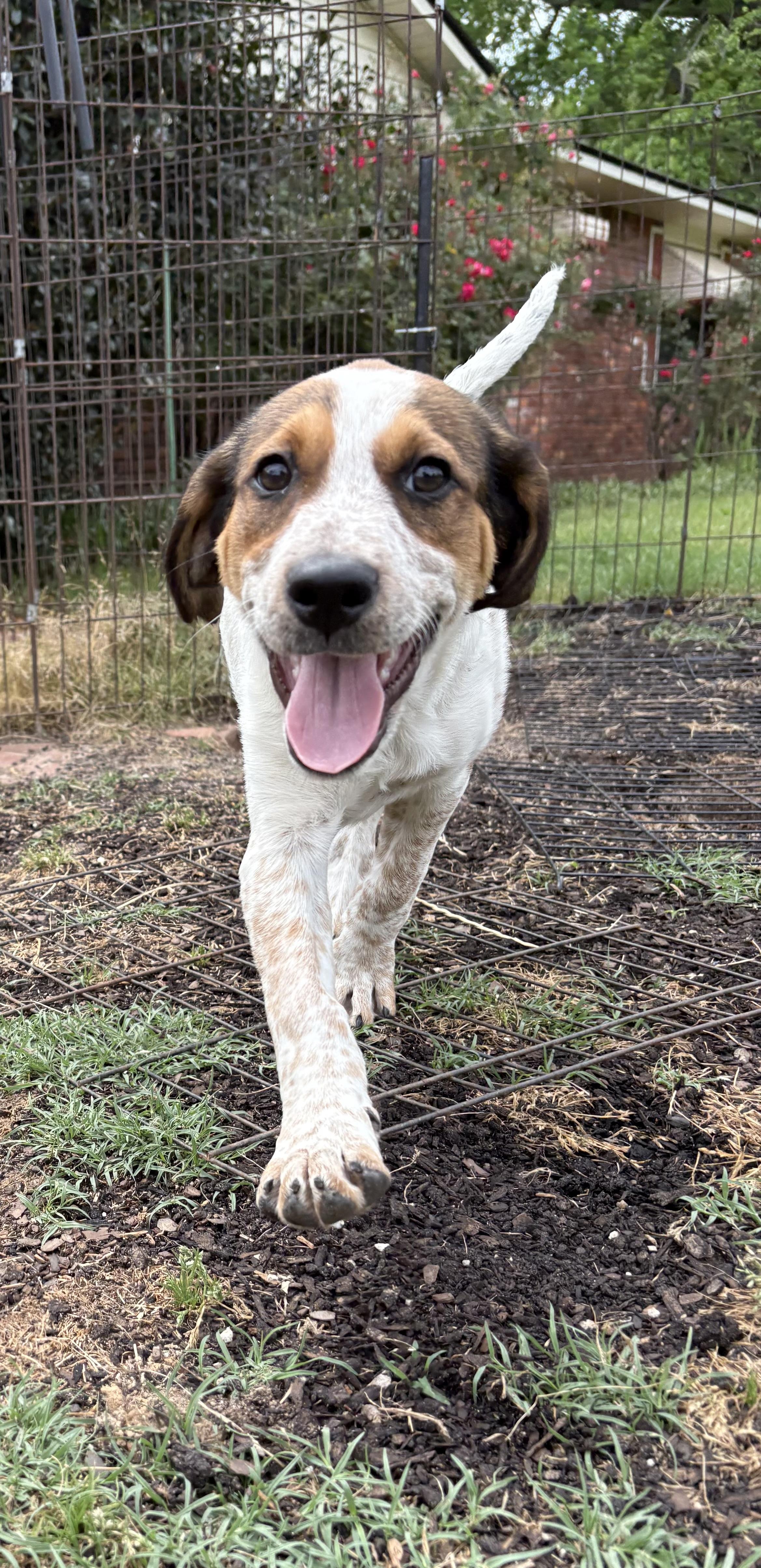 DIXIE, an adopted mixed breed in Dumont, NJ image 6/6