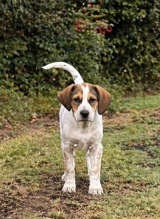 DIXIE, an adopted mixed breed in Dumont, NJ image 5/6