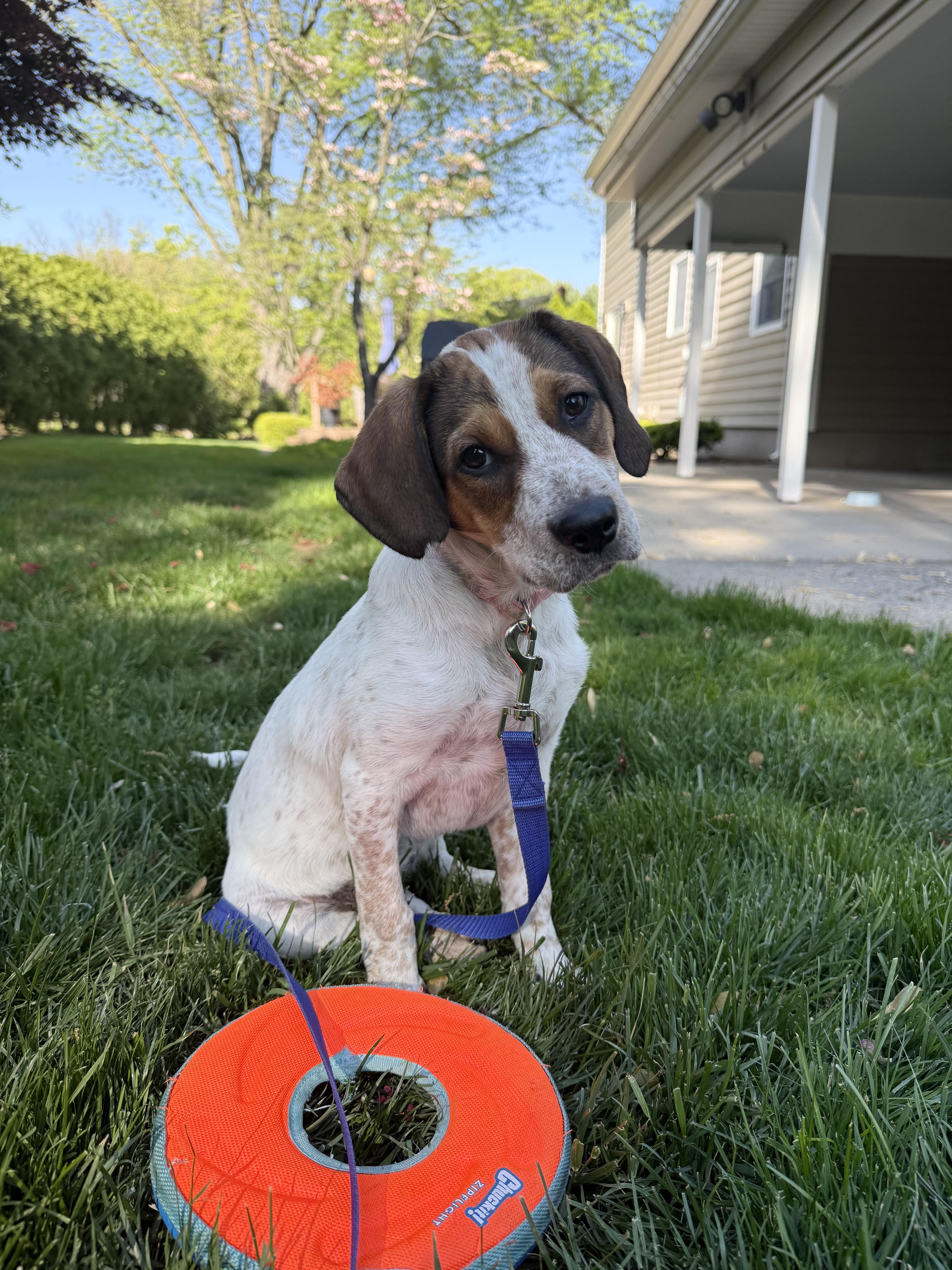 DIXIE, adopted, Puppy Female Hound & Labrador Retriever.