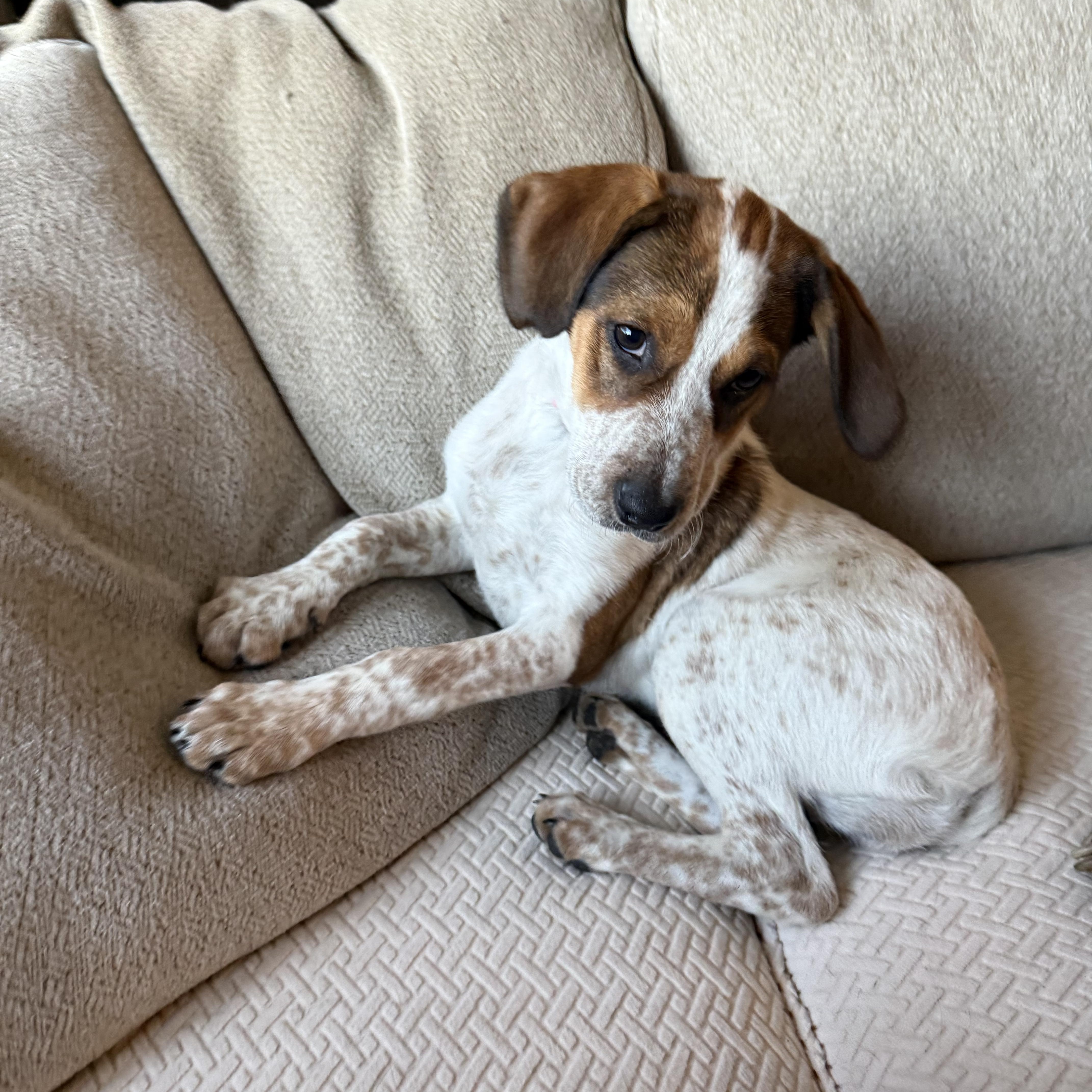 DIXIE, an adopted mixed breed in Dumont, NJ image 2/6