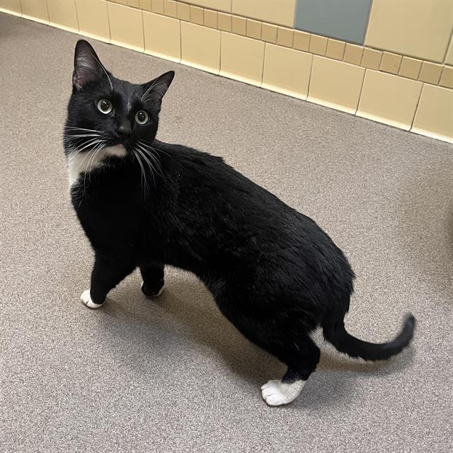 DIPPER, Adoptable, Young Male Domestic Short Hair.