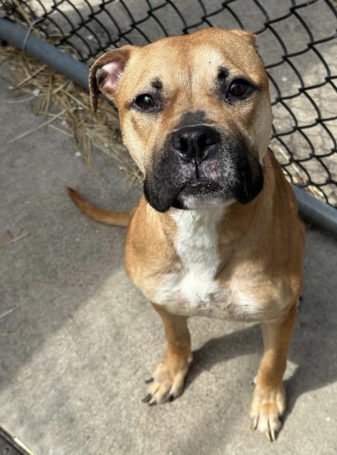 Enlarge Barlette, a ADOPTABLE Pit Bull Terrier in Chicago, IL image 1/5
