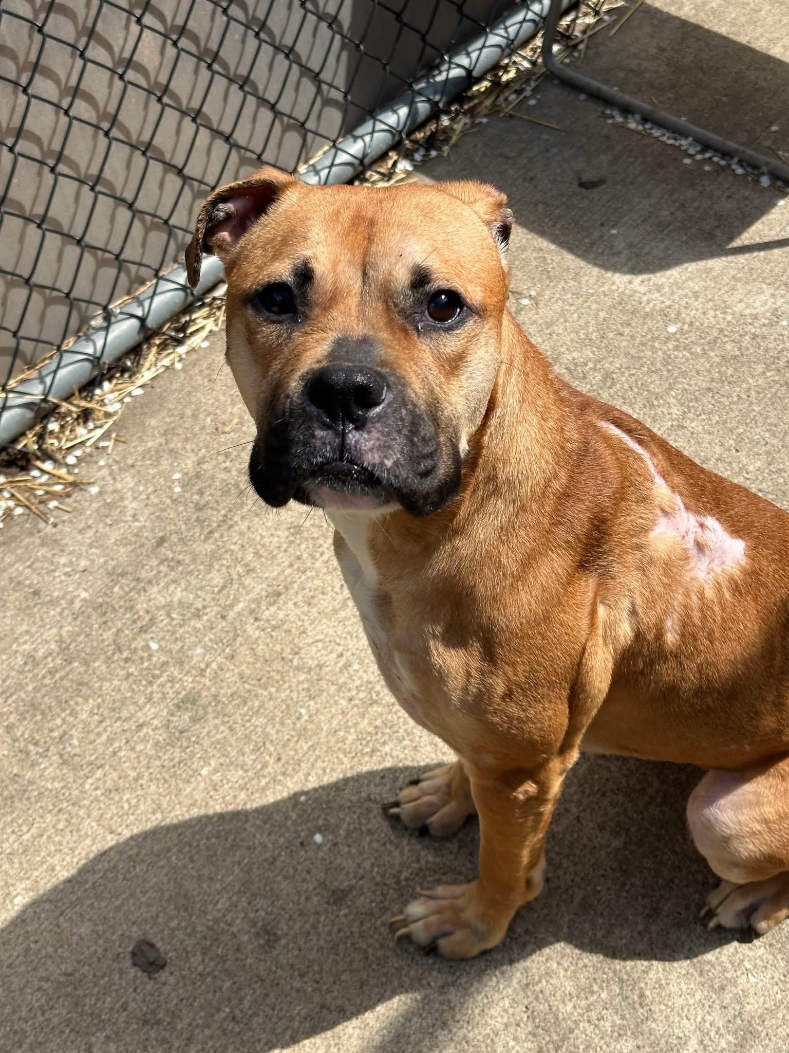 Enlarge Barlette, a ADOPTABLE Pit Bull Terrier in Chicago, IL image 2/5