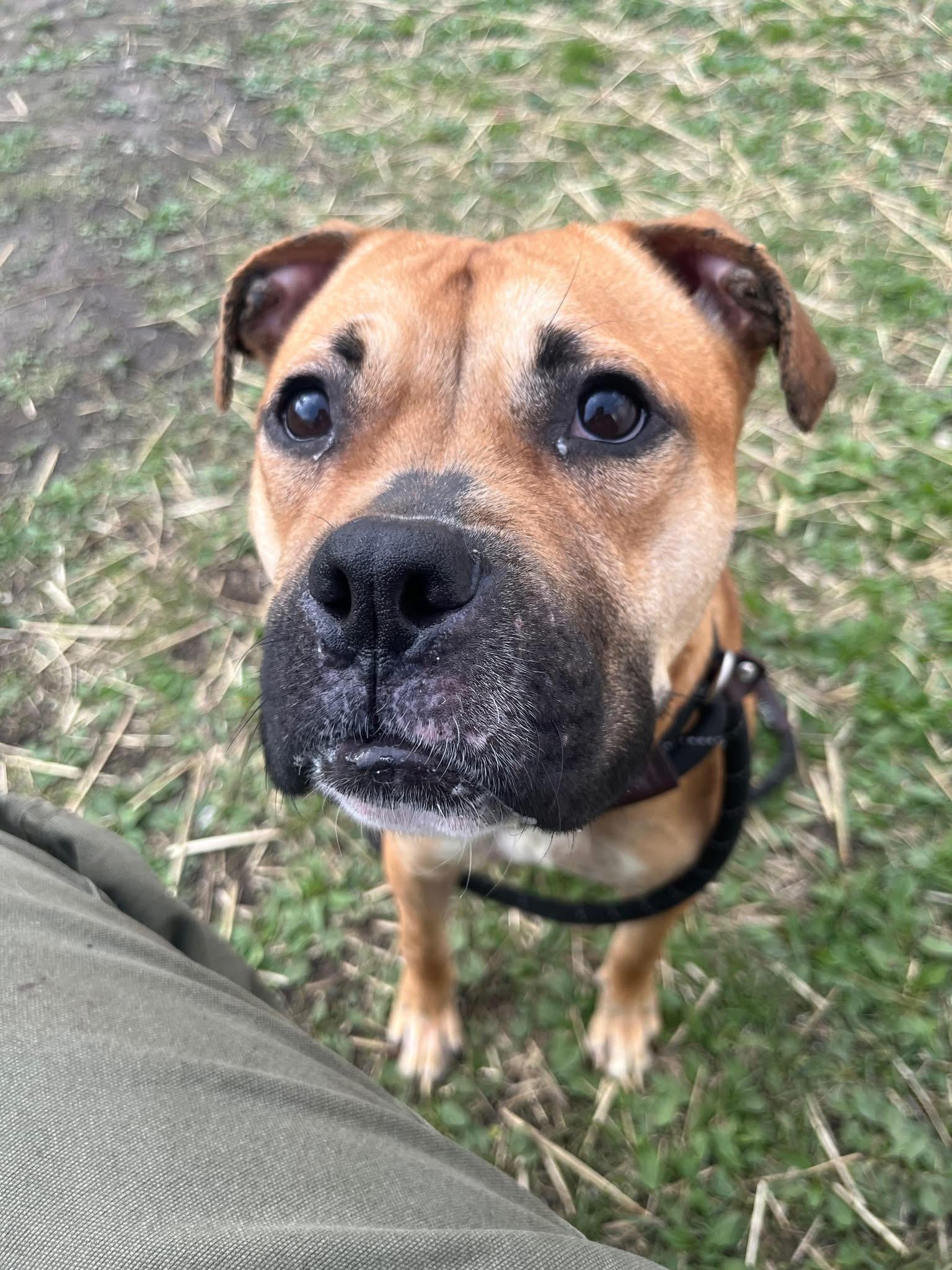 Enlarge Barlette, a ADOPTABLE Pit Bull Terrier in Chicago, IL image 3/5