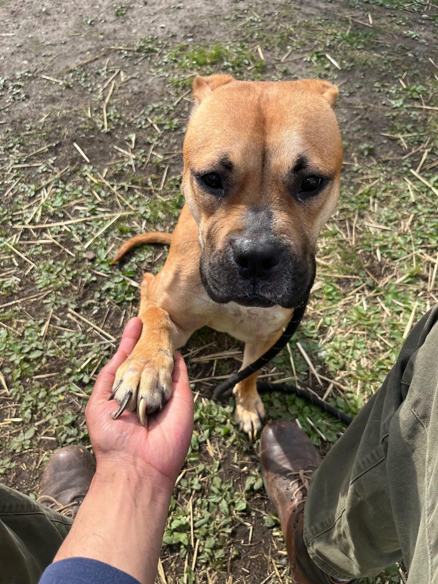 Enlarge Barlette, a ADOPTABLE Pit Bull Terrier in Chicago, IL image 4/5