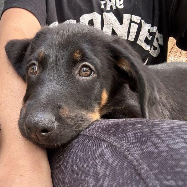 Enlarge Mordecai, a Adopted Mixed Breed in Columbia, MD image 4/5