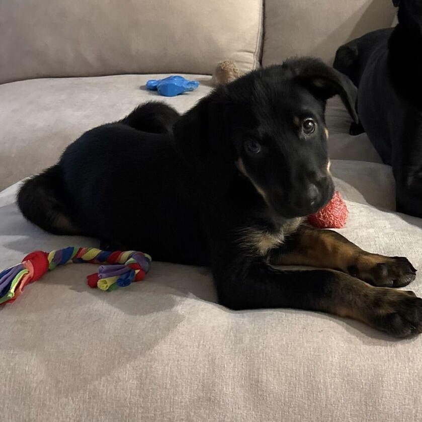 Enlarge Mordecai, a Adopted Mixed Breed in Columbia, MD image 3/5