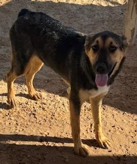 Riley, Adoptable, Young Male Shepherd.