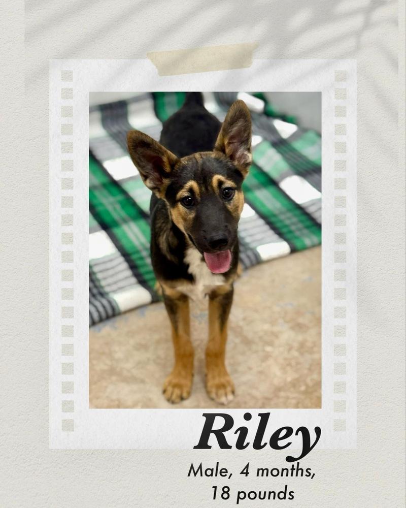 Riley, a Adoptable mixed breed in Puerto Penasco, SON image 2/3
