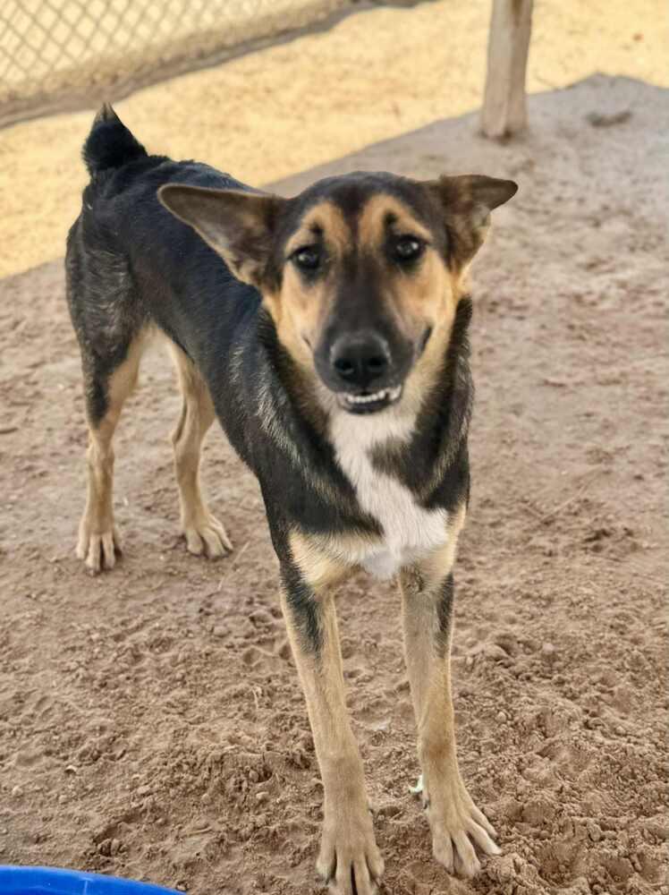 Riley, a Adoptable mixed breed in Puerto Penasco, SON image 3/3