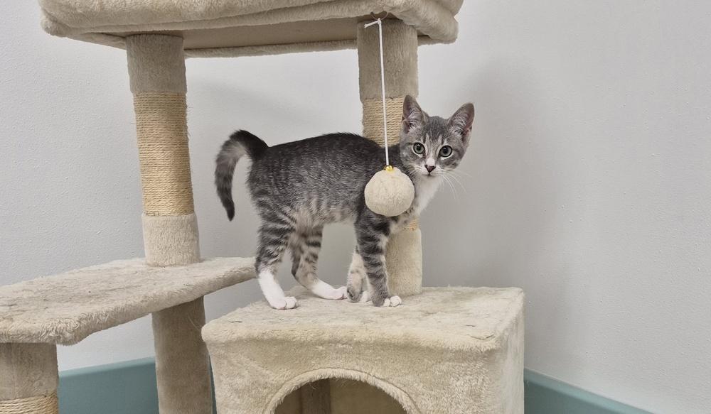 Jerry, Adoptable, Kitten Male Domestic Short Hair.