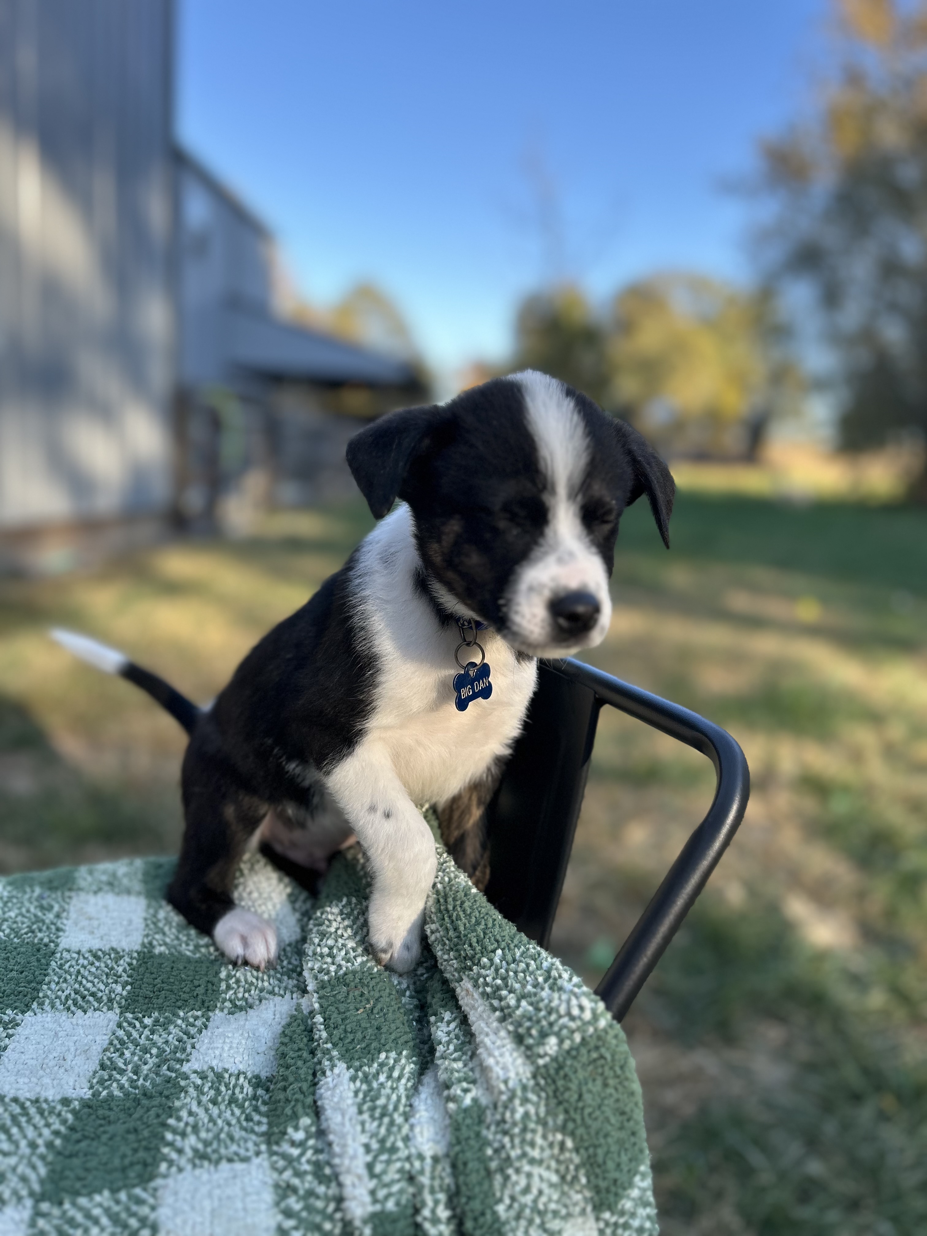 Enlarge Big Dan, a Adoptable Mixed Breed in Brownstown, IN image 1/1