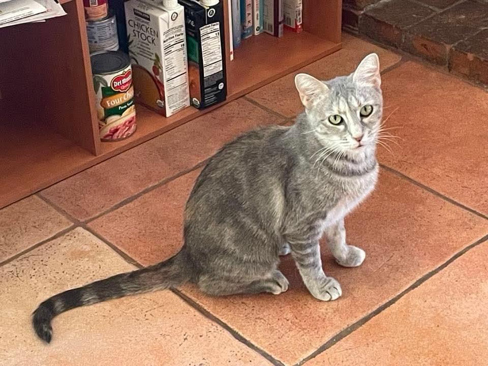 Elinor, Adoptable, Adult Female Domestic Short Hair.