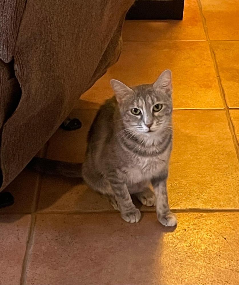 Elinor, a Adoptable mixed breed in tucson, AZ image 4/6