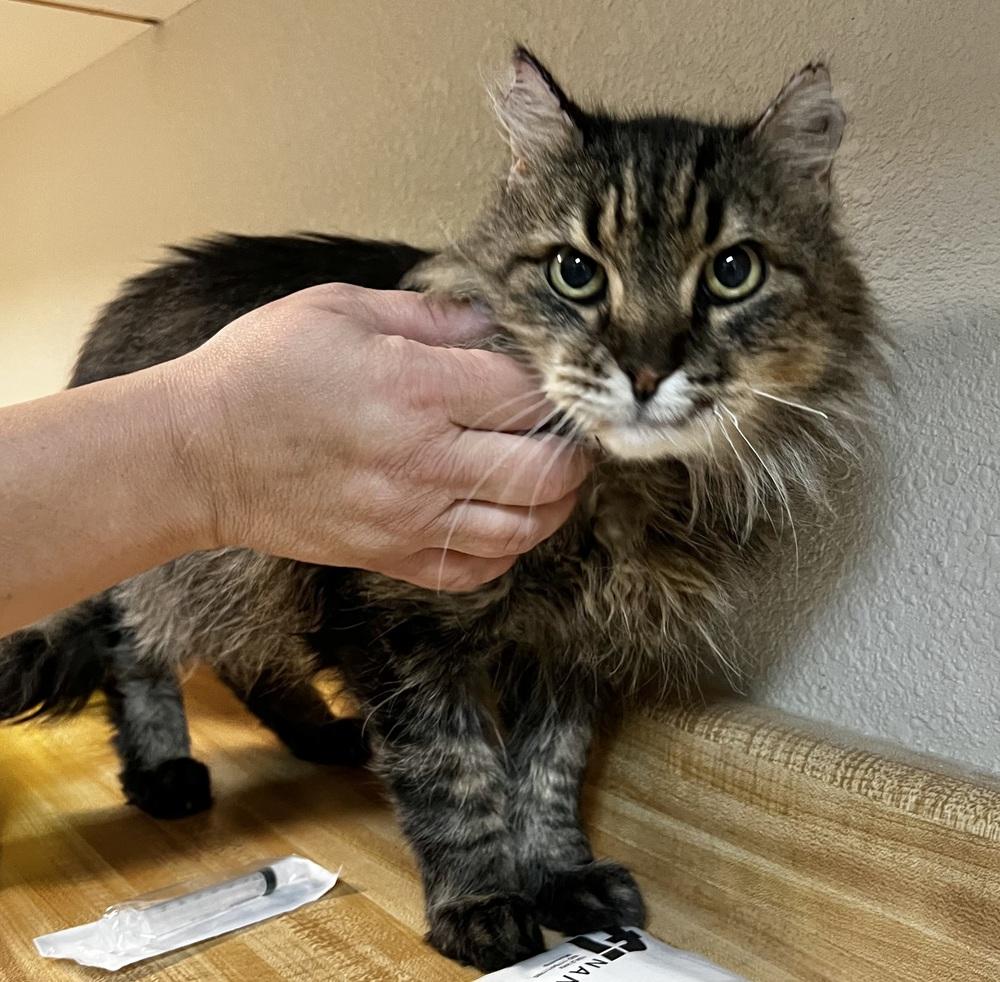 Miles, a Adoptable mixed breed in Jamestown, CA image 3/5