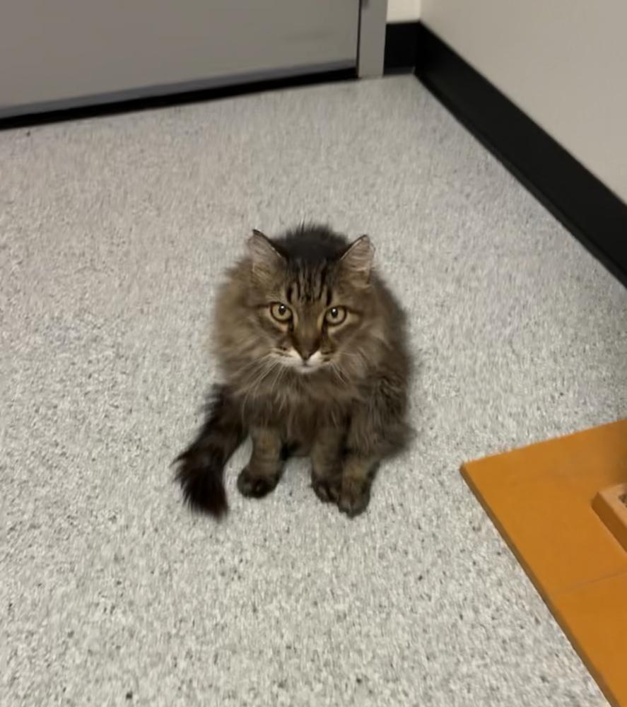 Miles, a Adoptable mixed breed in Jamestown, CA image 5/5