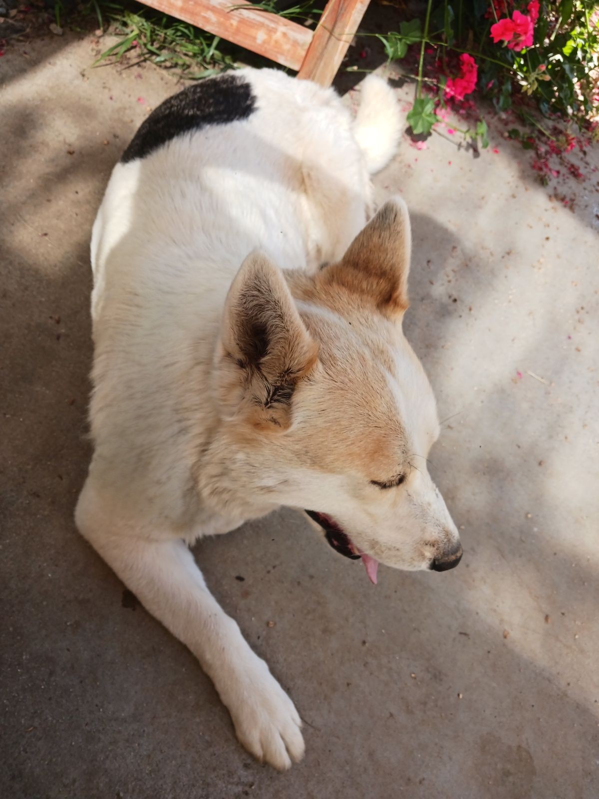 Enlarge Daisy, a Adoptable mixed breed in Perris, CA image 4/4