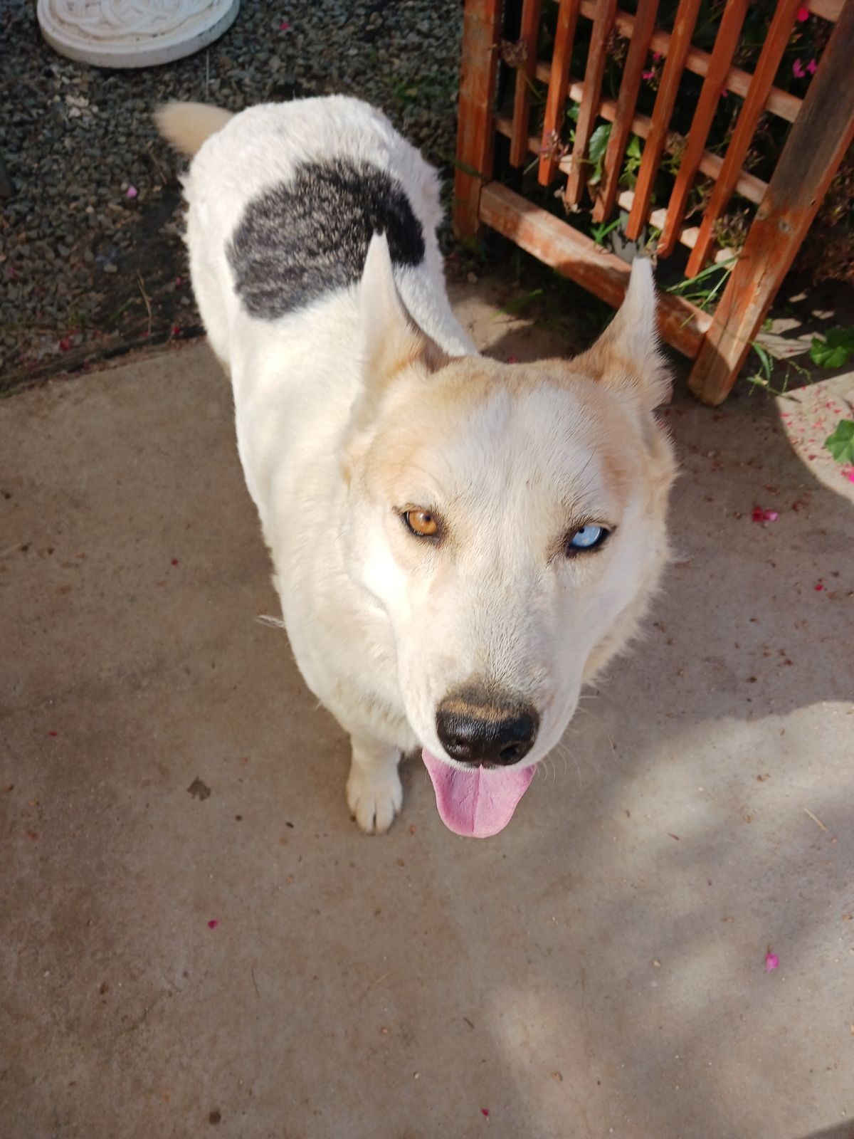 Enlarge Daisy, a Adoptable mixed breed in Perris, CA image 3/4