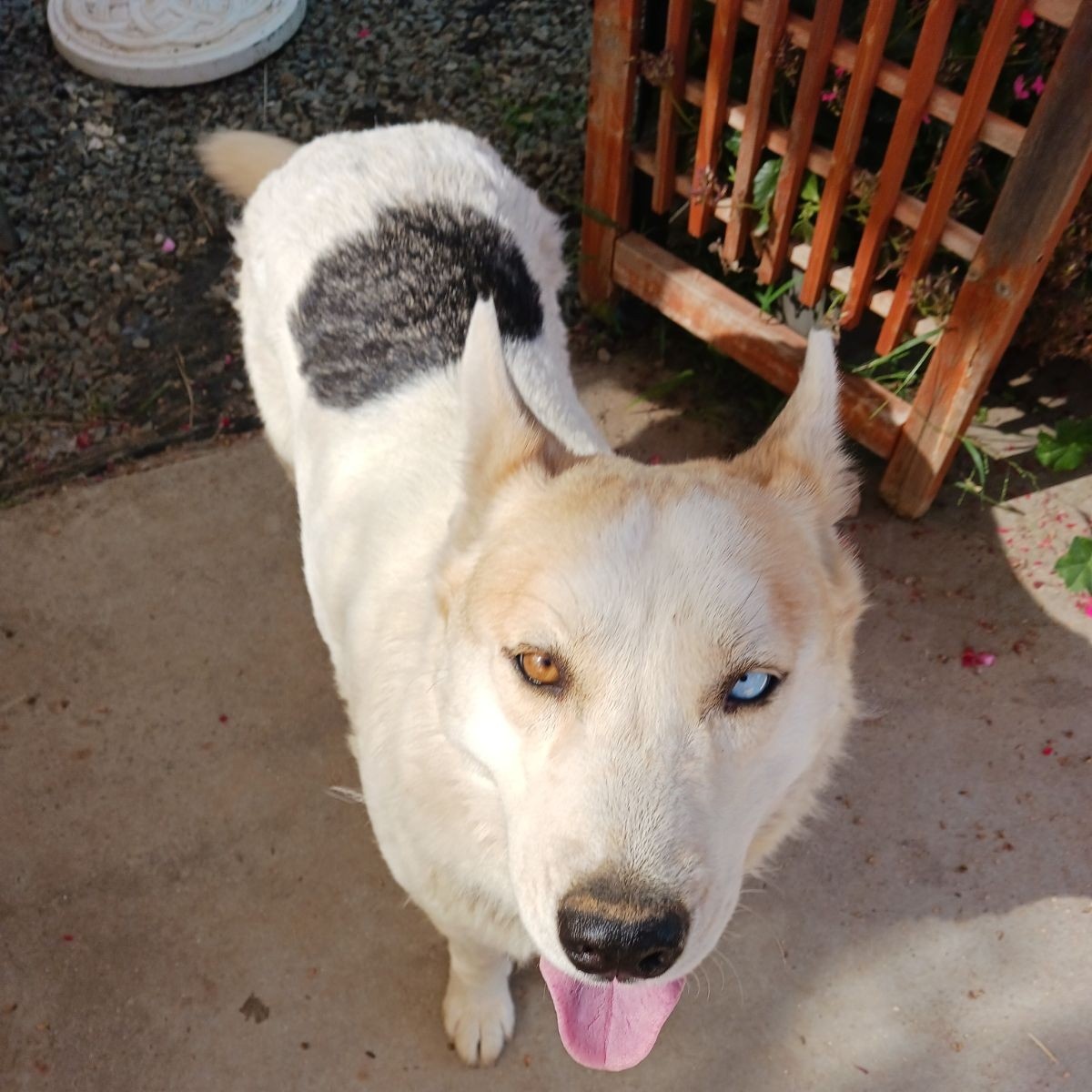 Enlarge Daisy, a Adoptable mixed breed in Perris, CA image 1/4