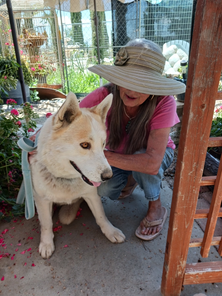 Daisy, Adoptable, Adult Female Husky & Cattle Dog.