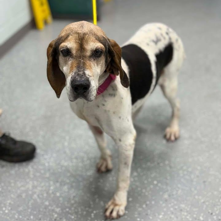 Retta, ADOPTABLE, Senior Female Coonhound.