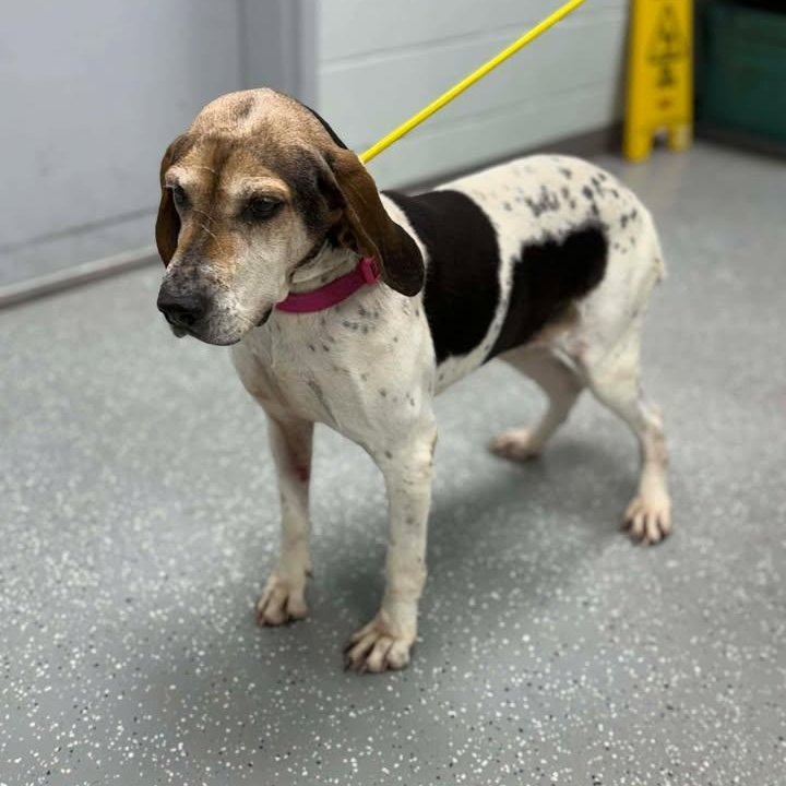 Retta, an adopted mixed breed in Bardstown, KY image 2/5