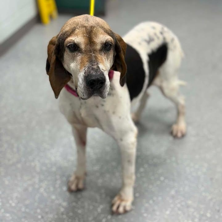 Retta, an adopted mixed breed in Bardstown, KY image 3/5