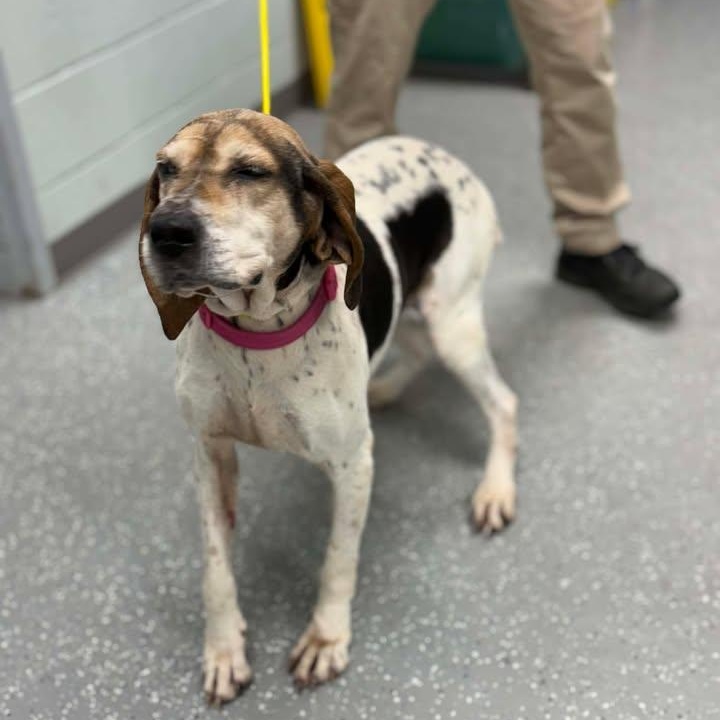 Retta, an adopted mixed breed in Bardstown, KY image 4/5