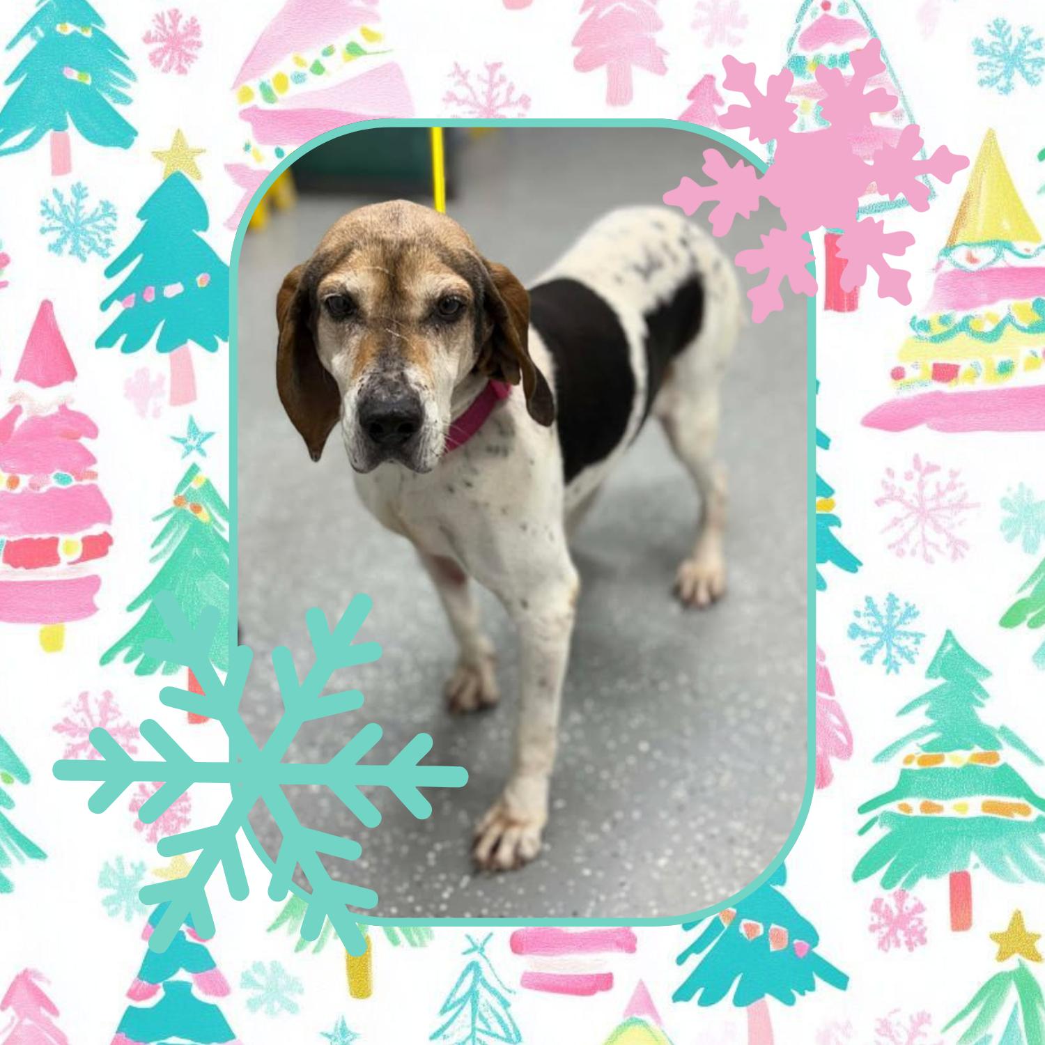 Retta, an adopted mixed breed in Bardstown, KY image 5/5