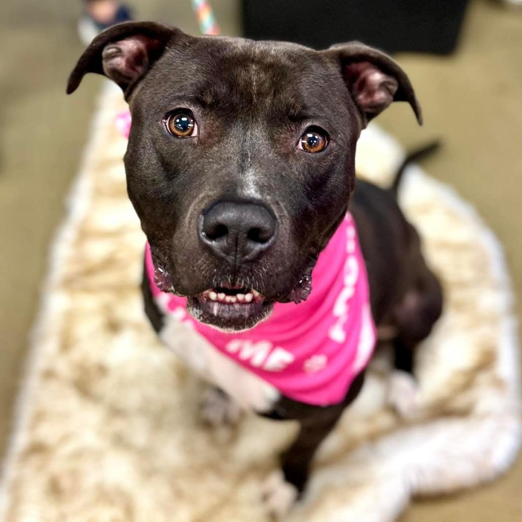 Enlarge Fernando, a Adoptable Pit Bull Terrier in Wichita, KS image 1/2