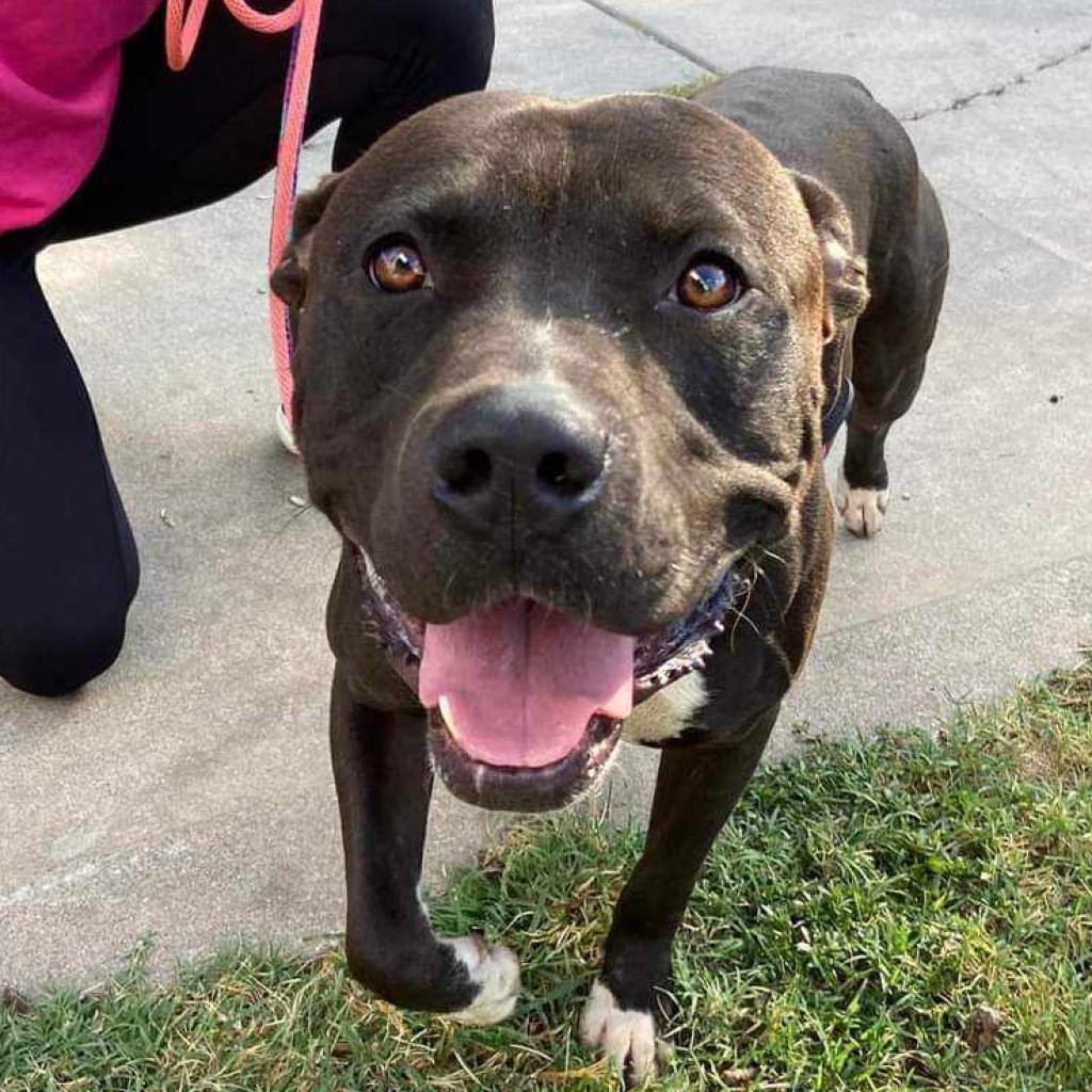 Enlarge Fernando, a Adoptable Pit Bull Terrier in Wichita, KS image 2/2