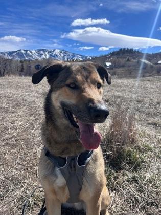 Brawn, ADOPTABLE, Adult Male German Shepherd Dog.