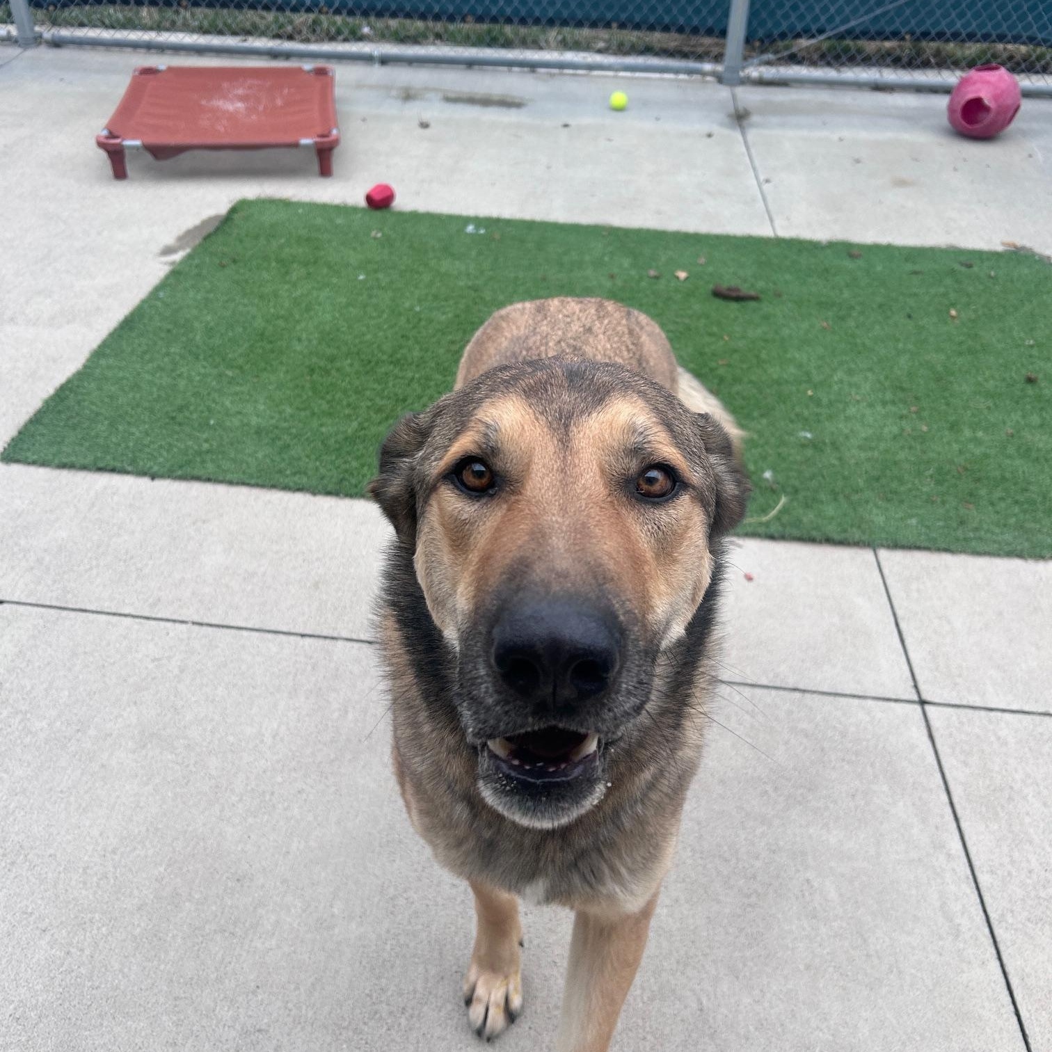 Enlarge Brawn, a ADOPTABLE mixed breed in Steamboat Springs, CO image 2/2