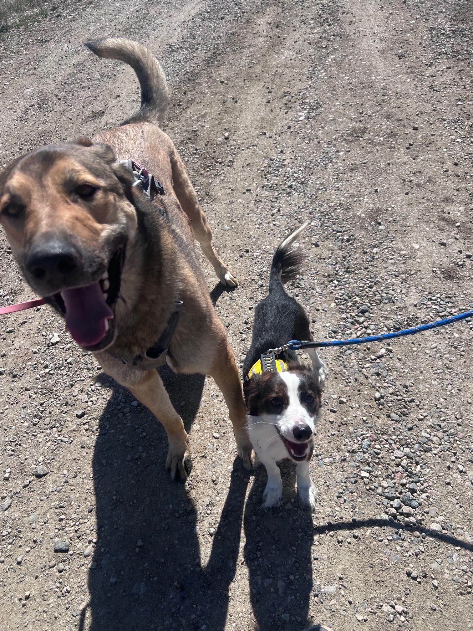 Enlarge Brawn, a ADOPTABLE mixed breed in Steamboat Springs, CO image 2/4