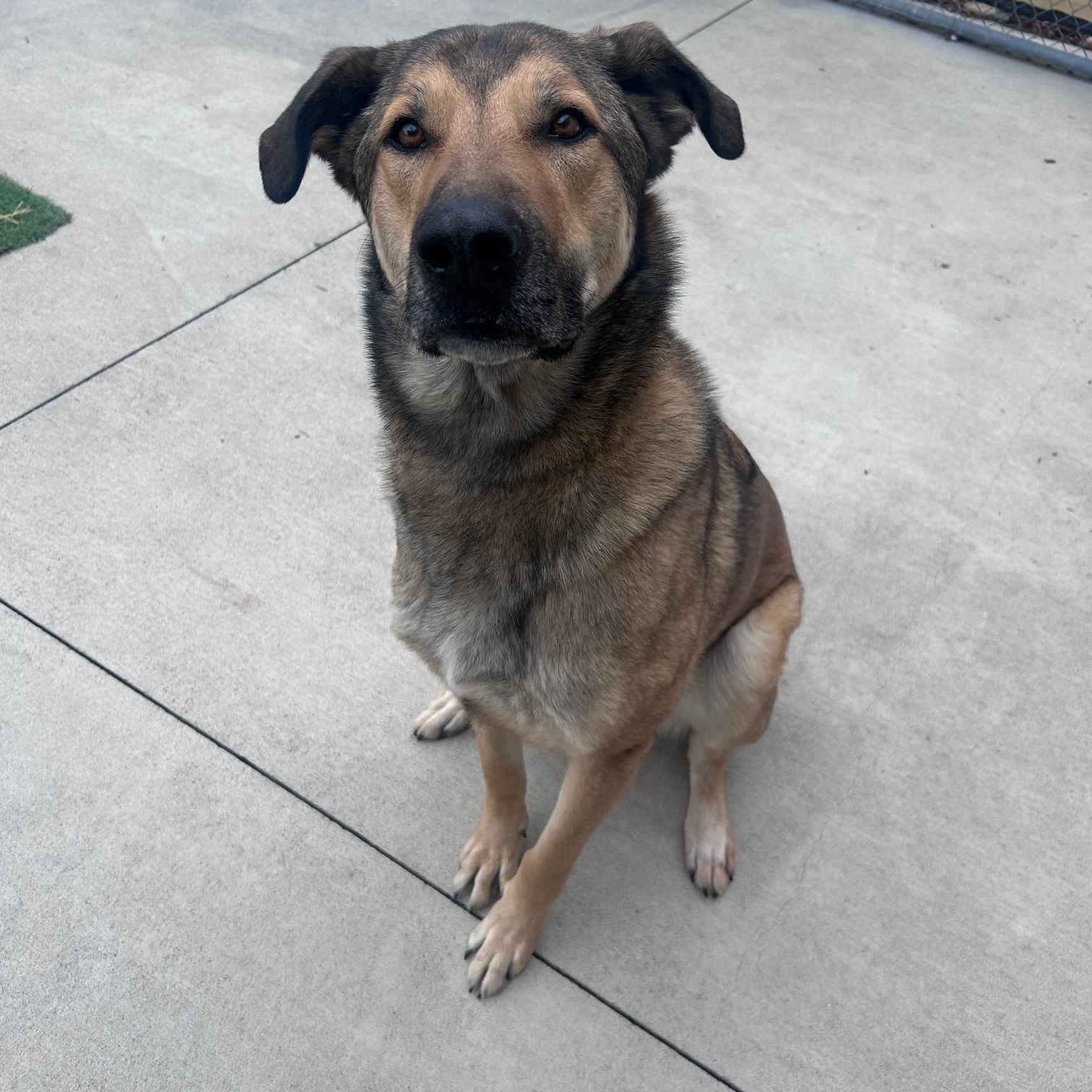 Enlarge Brawn, a ADOPTABLE mixed breed in Steamboat Springs, CO image 1/2