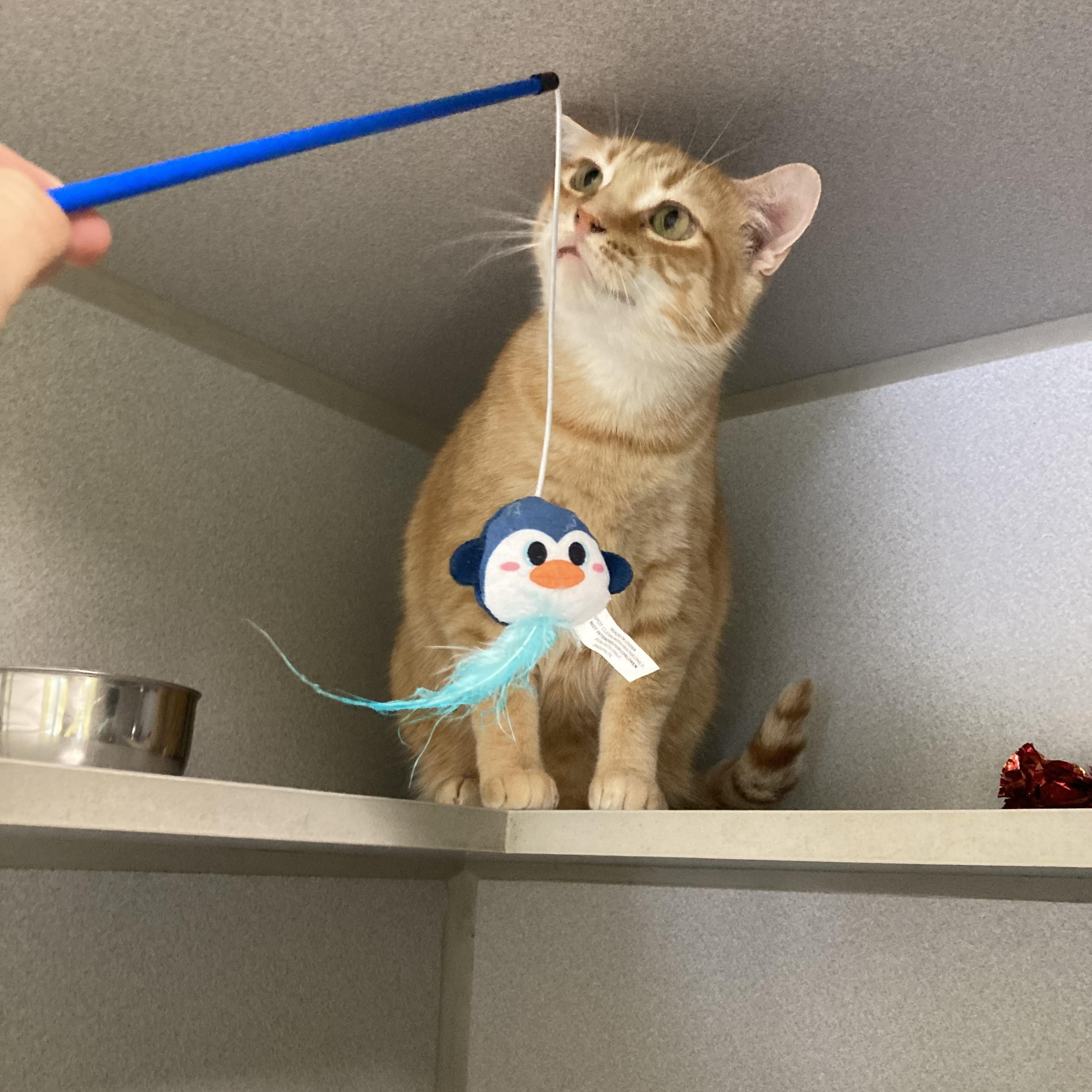 Michael, a ADOPTABLE Domestic Short Hair in St. Ignace, MI image 2/2