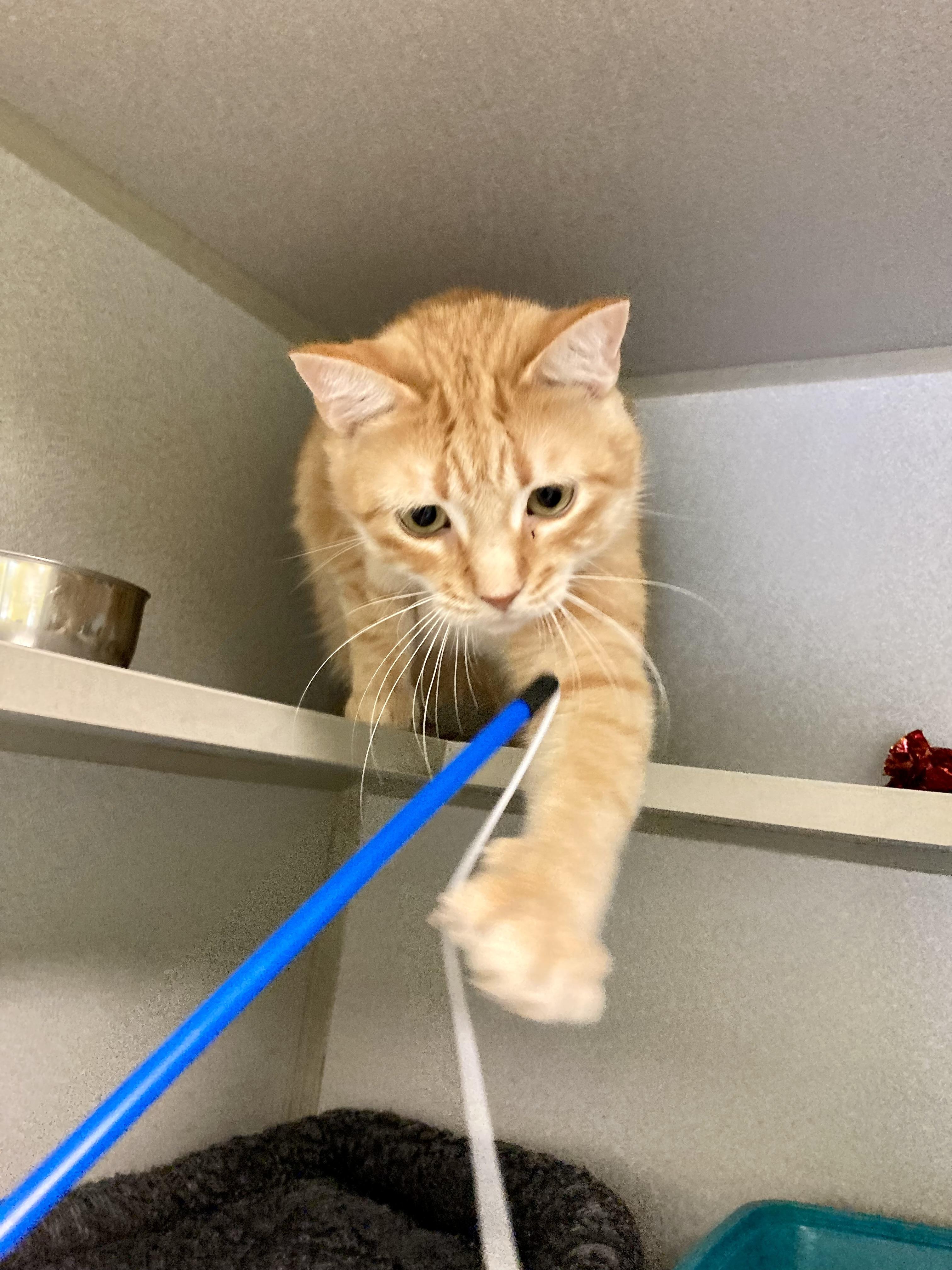 Michael, a ADOPTABLE Domestic Short Hair in St. Ignace, MI image 1/2