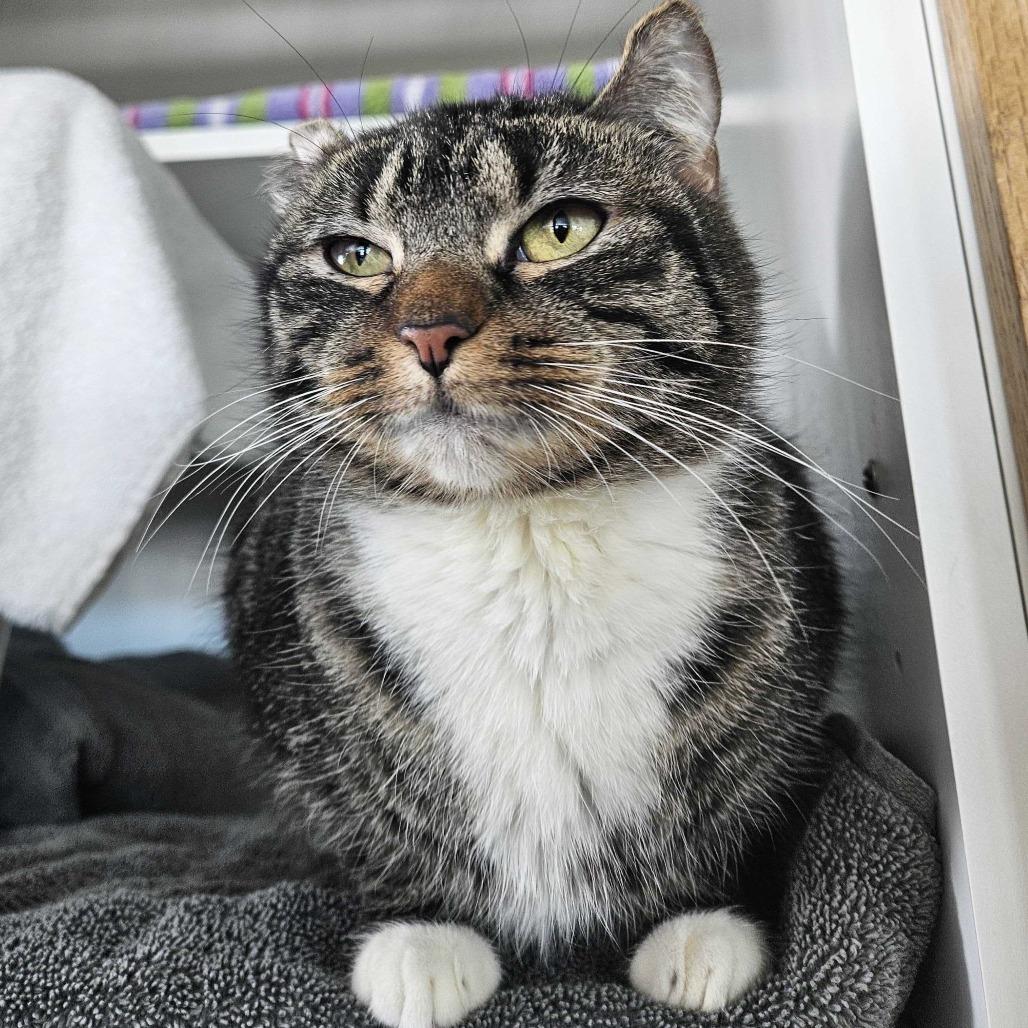 Enlarge Fredrica, a Adoptable Domestic Short Hair in Dover, NH image 1/5