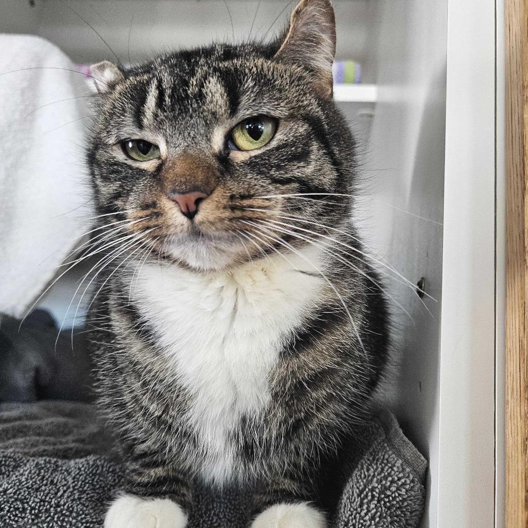 Enlarge Fredrica, a Adoptable Domestic Short Hair in Dover, NH image 2/5