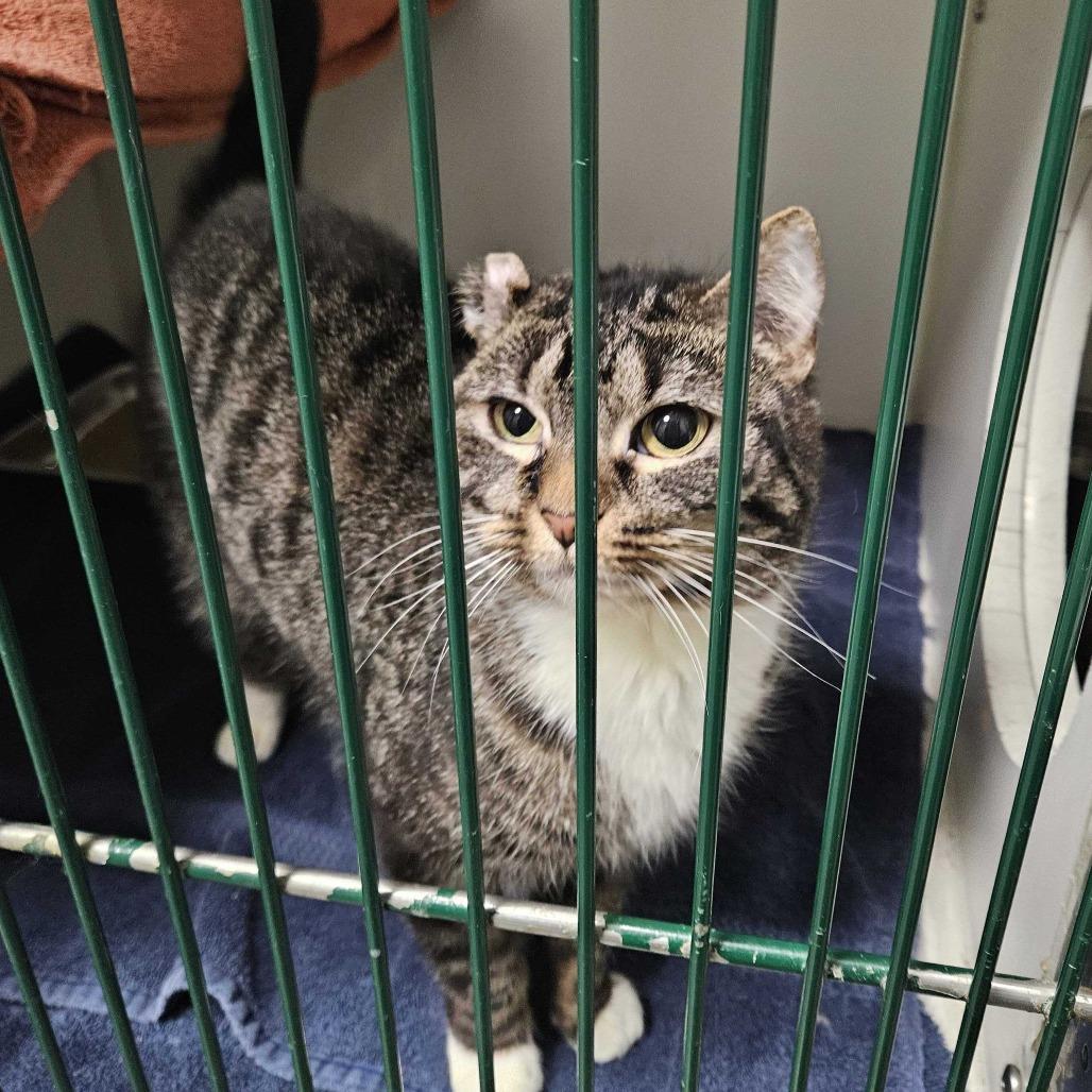 Enlarge Fredrica, a Adoptable Domestic Short Hair in Dover, NH image 3/5