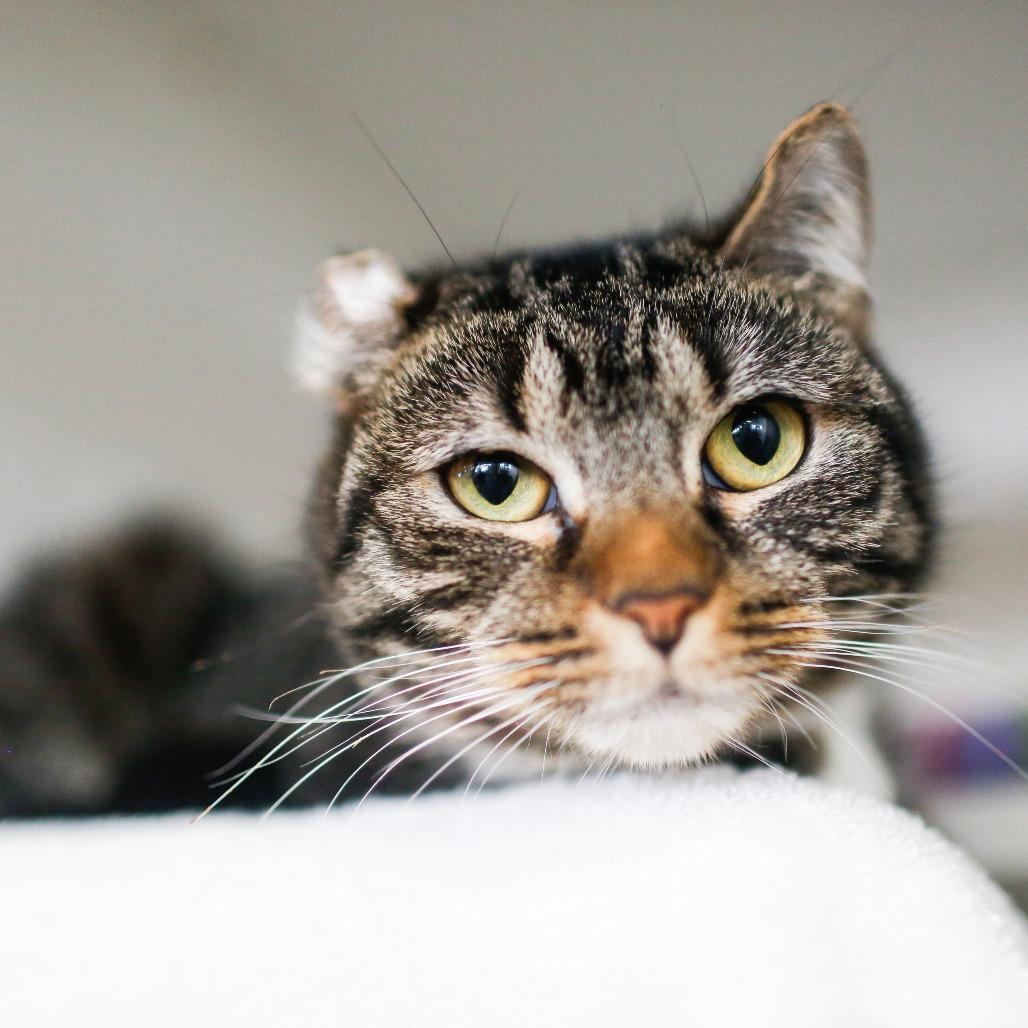 Enlarge Fredrica, a Adoptable Domestic Short Hair in Dover, NH image 4/5