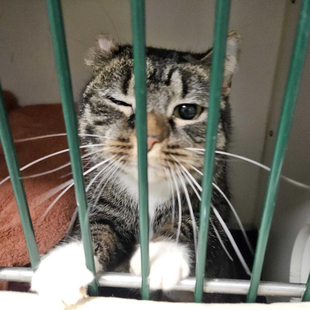 Enlarge Fredrica, a Adoptable Domestic Short Hair in Dover, NH image 5/5