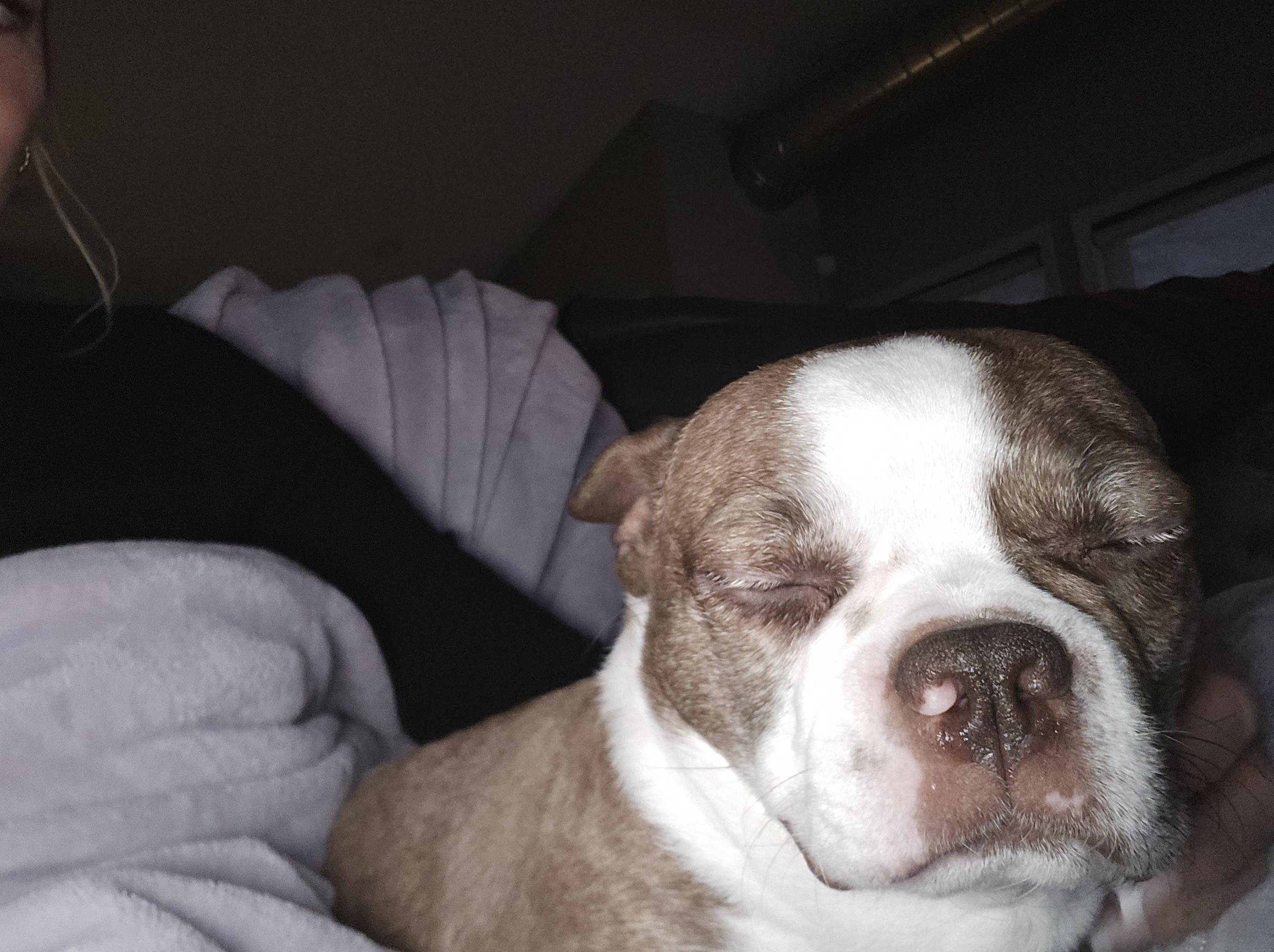 Enlarge Zuzu , a ADOPTABLE mixed breed in Union Grove, WI image 5/6