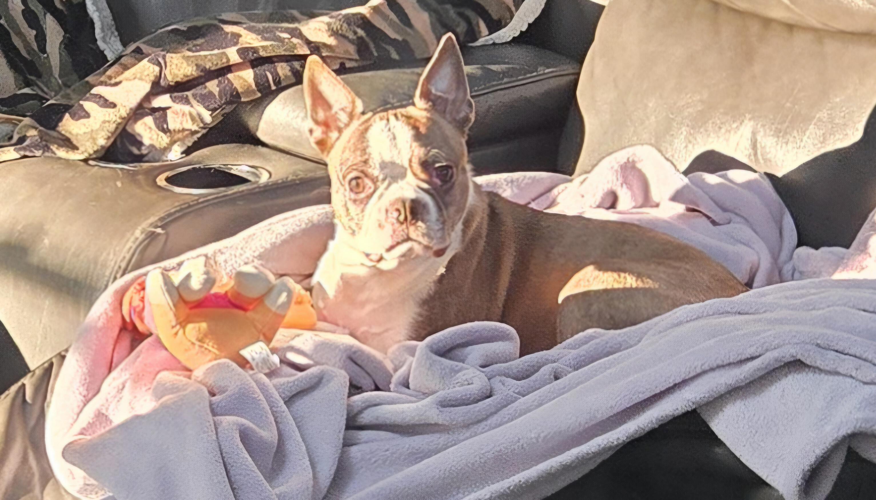 Enlarge Zuzu , a ADOPTABLE mixed breed in Union Grove, WI image 6/6