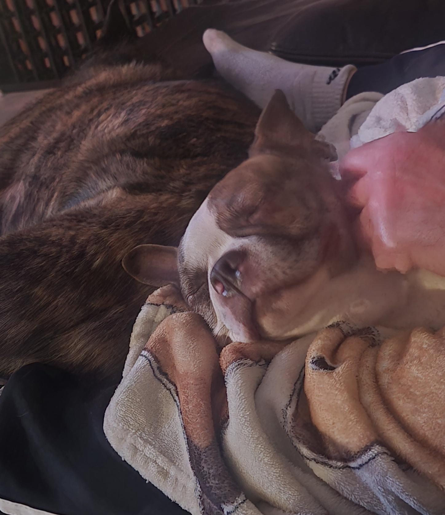 Enlarge Zuzu , a ADOPTABLE mixed breed in Union Grove, WI image 4/6