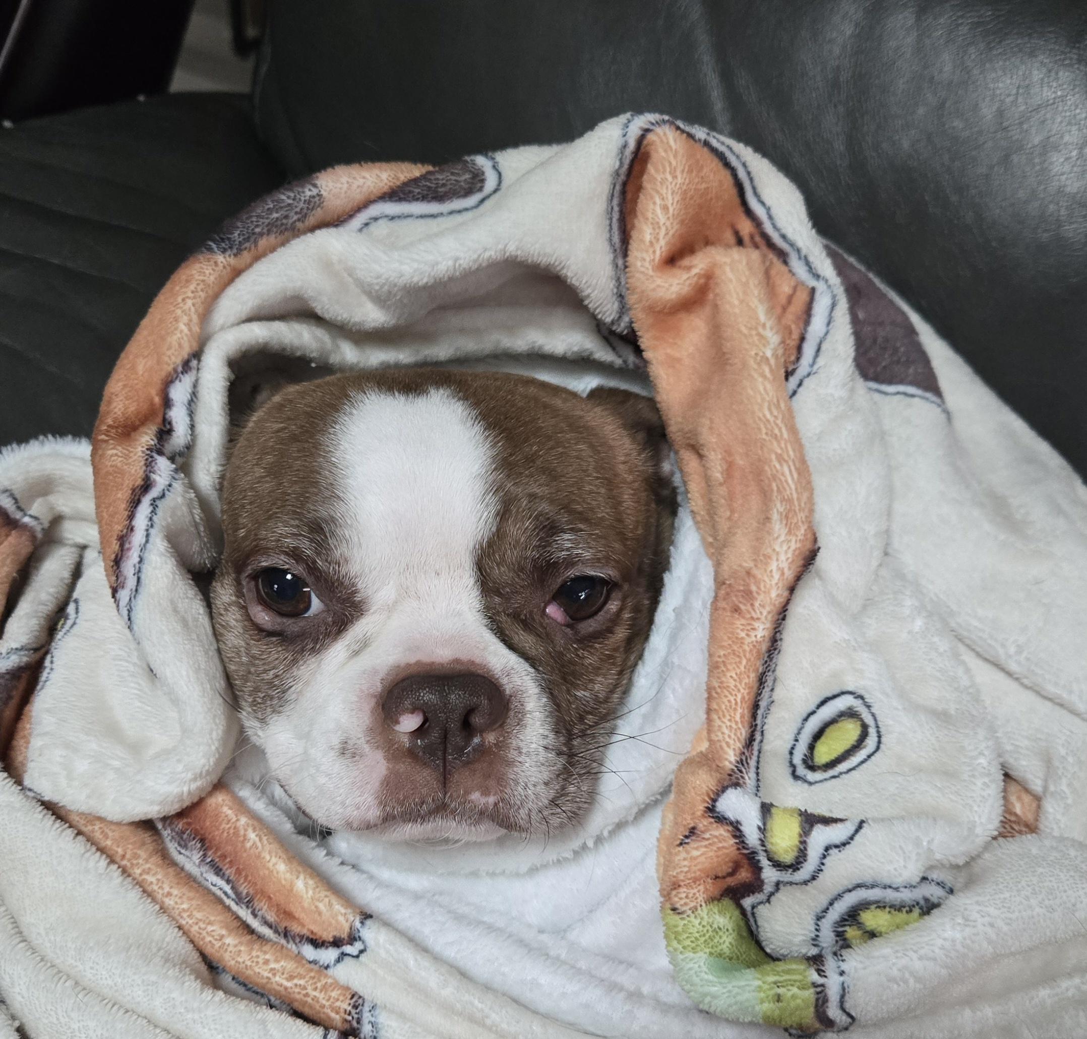 Enlarge Zuzu , a ADOPTABLE mixed breed in Union Grove, WI image 2/6