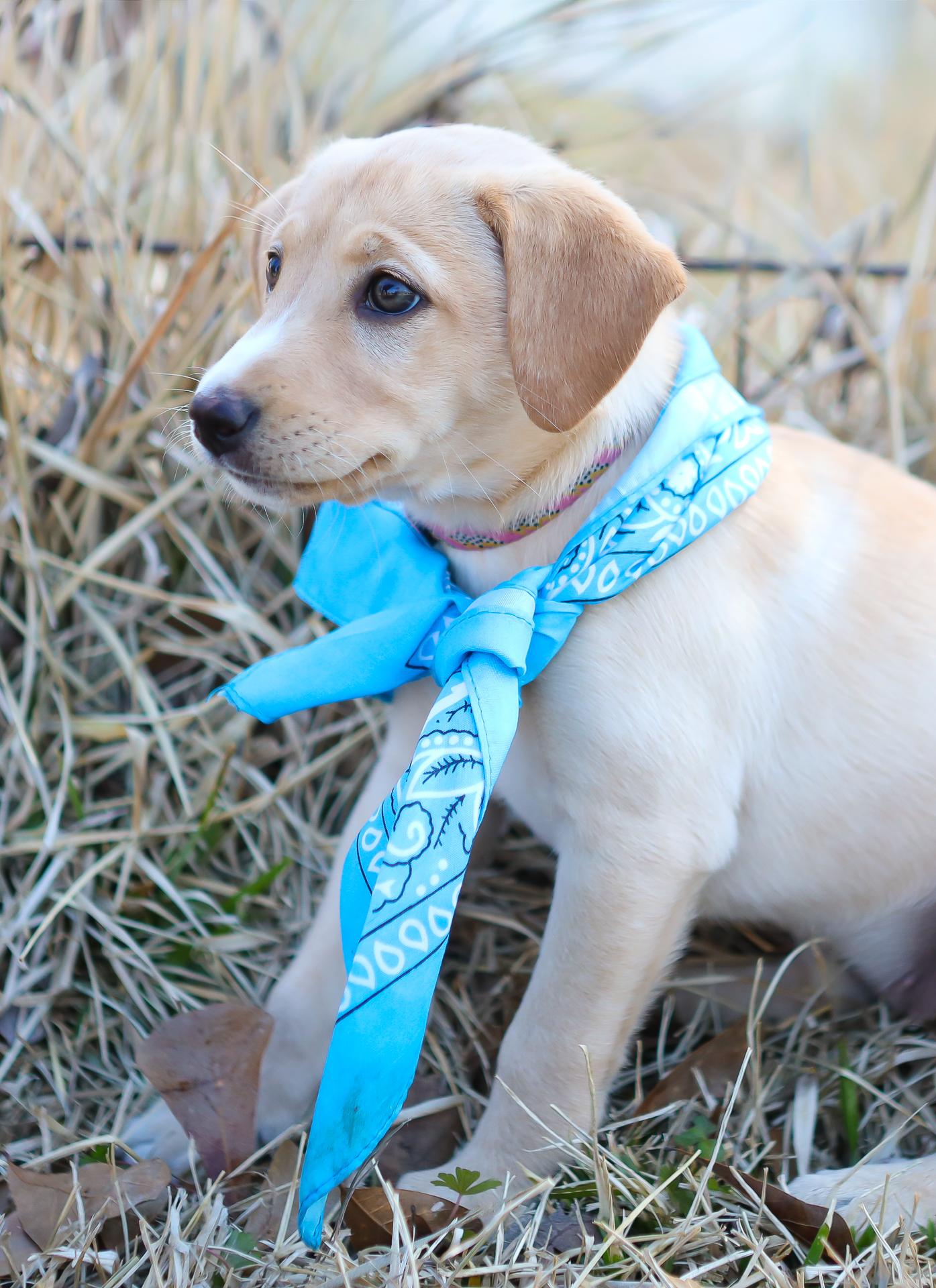 Enlarge Eloise, an adopted mixed breed in Zachary, LA image 4/6