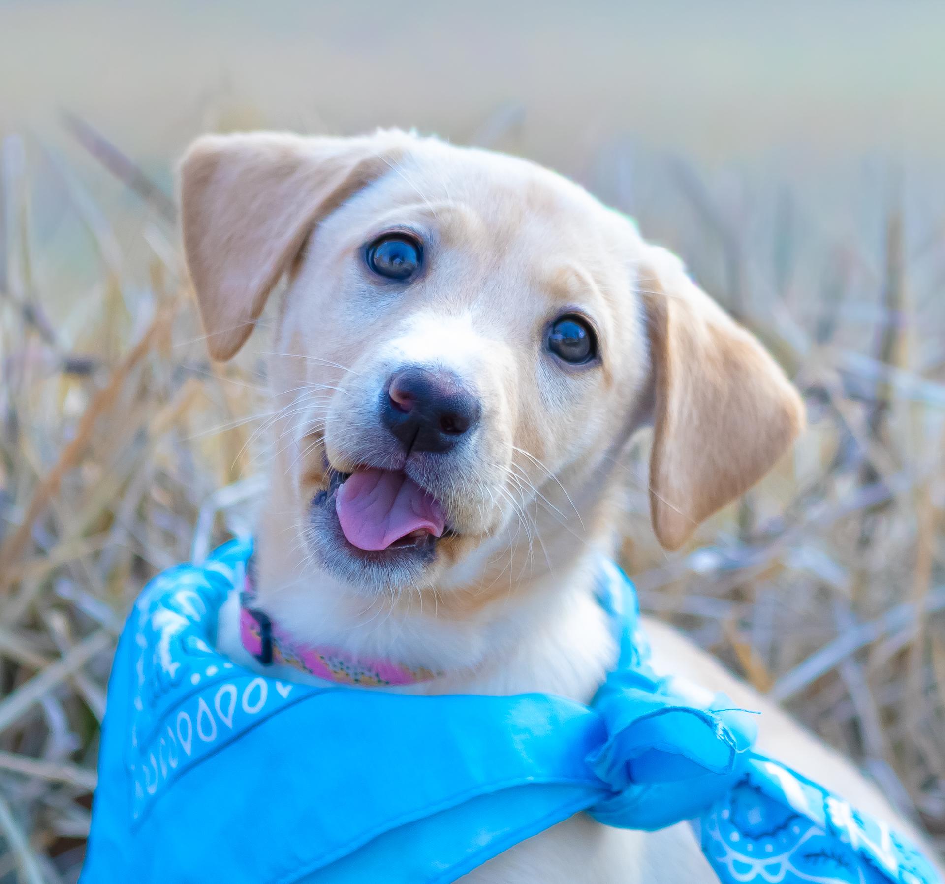 Eloise, adopted, Puppy Female Yellow Labrador Retriever.
