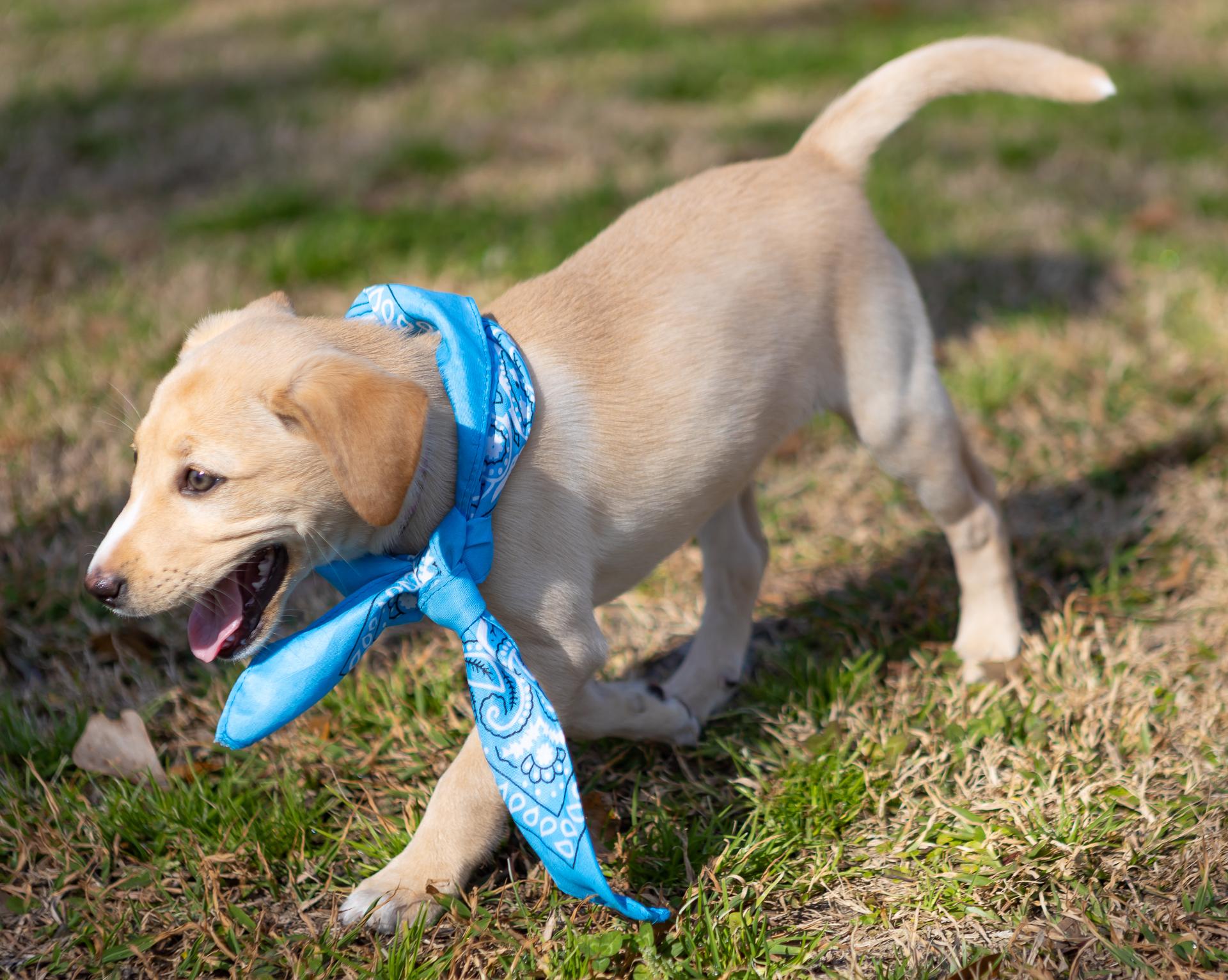 Enlarge Eloise, an adopted mixed breed in Zachary, LA image 6/6