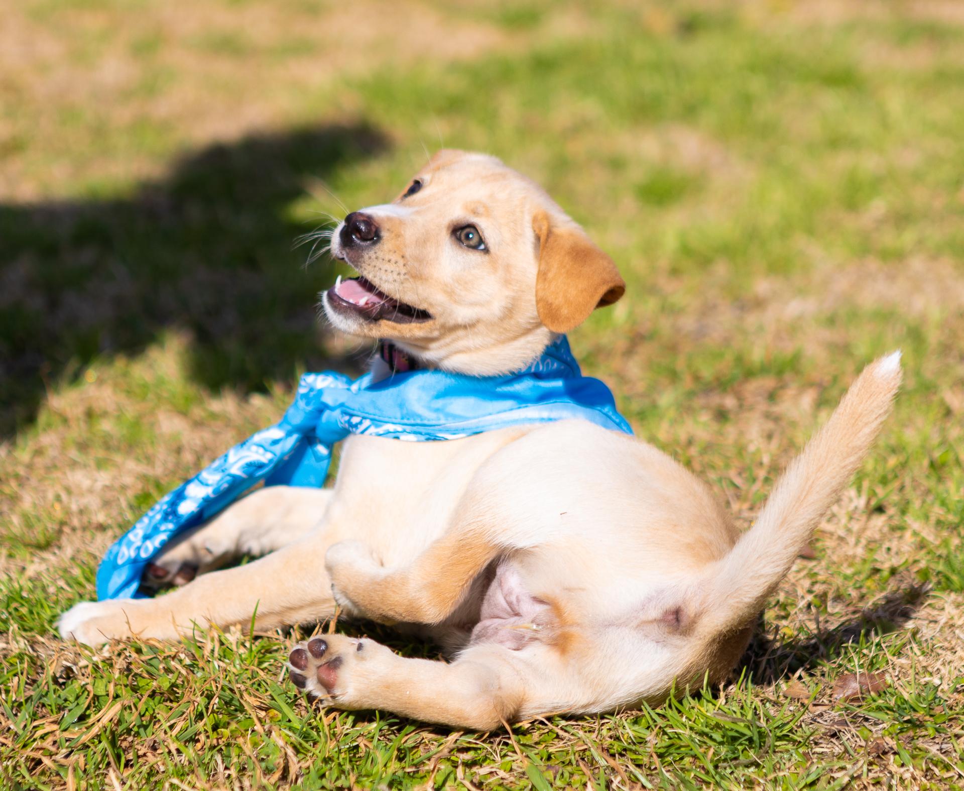 Enlarge Eloise, an adopted mixed breed in Zachary, LA image 3/6